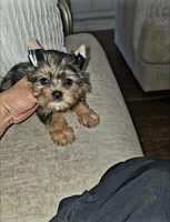 Tiny Hazel , a female Yorkshire Terrier for sale in Dallas, TX – 1 of 4