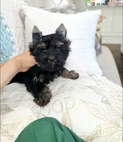 Onyx, a male Yorkshire Terrier for sale in Dallas, TX – 3 of 5