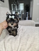 Rex, a male Yorkshire Terrier for sale in Dallas, TX – 2 of 3
