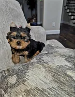 Peanut, a male Yorkshire Terrier for sale in Dallas, TX – 3 of 4