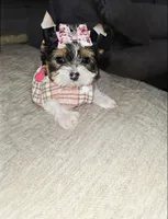 Trixie, a female Yorkshire Terrier for sale in Dallas, TX – 4 of 5
