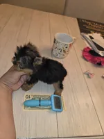 Matcha  *Micro Teacup *, a female Yorkshire Terrier for sale in Dallas, TX – 5 of 5