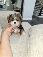 Minnie ( Teacup), a female Yorkshire Terrier for sale in Dallas, TX – 5 of 6