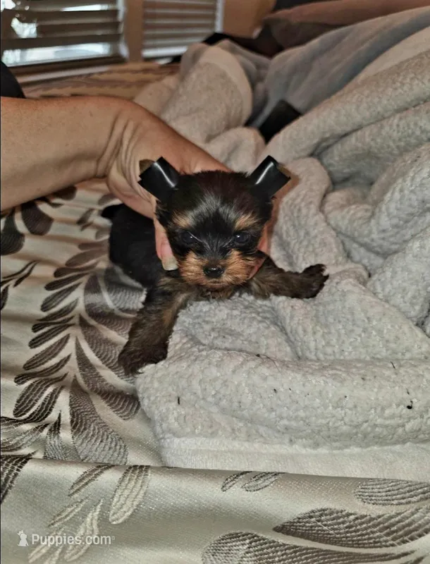 Polo   16 ozs , a male Yorkshire Terrier for sale in Dallas, TX – Photo 1 of 4