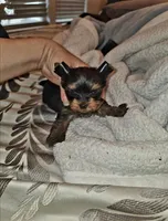 Polo   16 ozs , a male Yorkshire Terrier for sale in Dallas, TX – Photo 1 of 4
