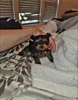 Polo   16 ozs , a male Yorkshire Terrier for sale in Dallas, TX – Photo 2 of 4