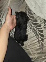 Polo   16 ozs , a male Yorkshire Terrier for sale in Dallas, TX – Photo 4 of 4