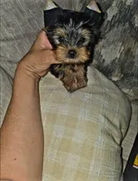 Gizzy, a male Yorkshire Terrier for sale in Dallas, TX – 3 of 5