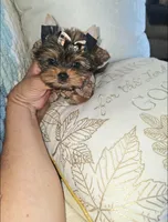 Pixie , a female Yorkshire Terrier for sale in Dallas, TX – 5 of 5