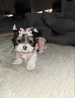 Trixie, a female Yorkshire Terrier for sale in Dallas, TX – 2 of 5