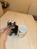 Matcha  *Micro Teacup *, a female Yorkshire Terrier for sale in Dallas, TX – 4 of 5