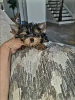 Billy, a male Yorkshire Terrier for sale in Dallas, TX – 3 of 4