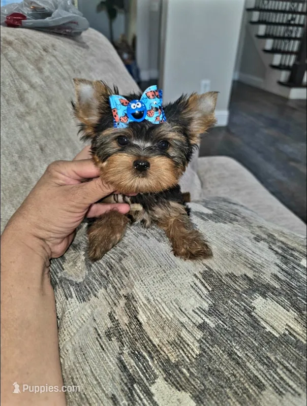 Peanut – Yorkshire Terrier puppy for sale in Dallas, TX