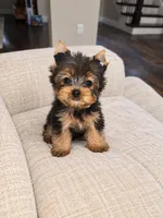 Toby (Tiny), a male Yorkshire Terrier for sale in Dallas, TX – 2 of 3