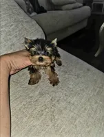 Brew, a male Yorkshire Terrier for sale in Dallas, TX – 2 of 3