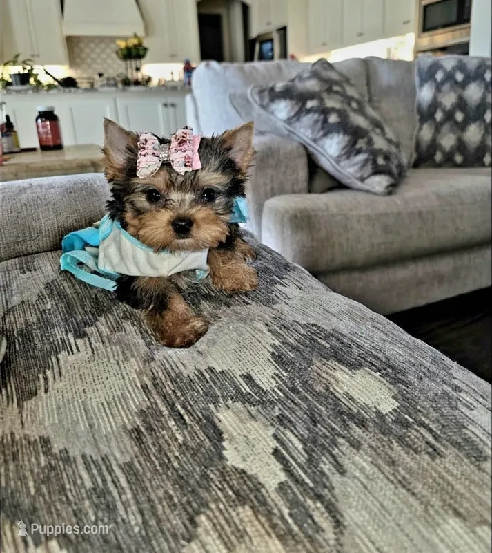 Tiny Patches – Yorkshire Terrier puppy for sale in Dallas, TX
