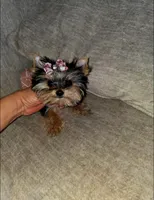 Cricket , a female Yorkshire Terrier for sale in Dallas, TX – Photo 2 of 5