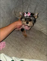 Cricket , a female Yorkshire Terrier for sale in Dallas, TX – Photo 5 of 5