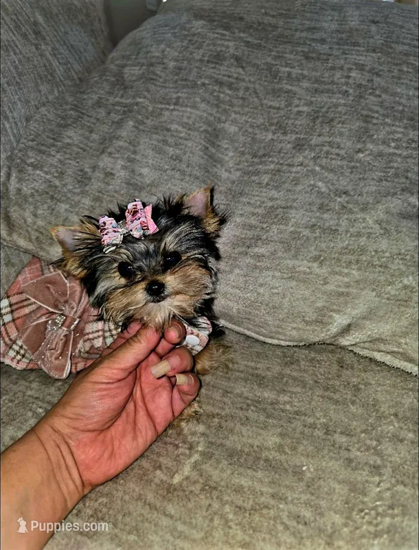 Cricket  – Yorkshire Terrier puppy for sale in Dallas, TX