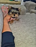 Cricket , a female Yorkshire Terrier for sale in Dallas, TX – Photo 3 of 5
