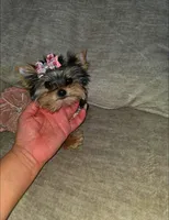 Cricket , a female Yorkshire Terrier for sale in Dallas, TX – Photo 4 of 5