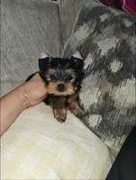 Gizzy, a male Yorkshire Terrier for sale in Dallas, TX – 4 of 5