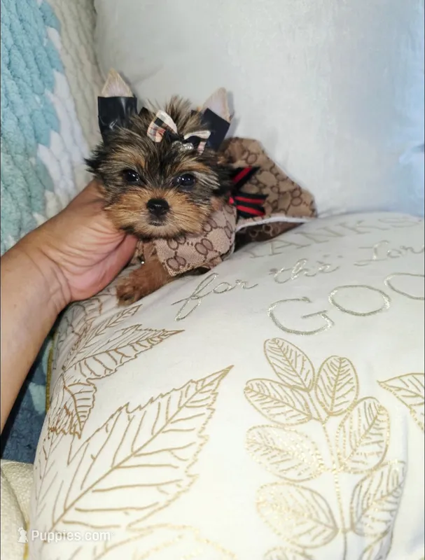 Pixie  – Yorkshire Terrier puppy for sale in Dallas, TX