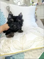 Onyx, a male Yorkshire Terrier for sale in Dallas, TX – 4 of 5