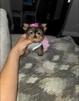 Millie , a female Yorkshire Terrier for sale in Dallas, TX – 4 of 5