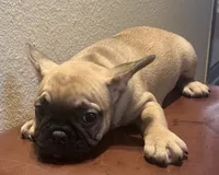 Girl, a female French Bulldog for sale in El Paso, TX – 2 of 5