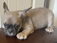 Boy 3, a male French Bulldog for sale in El Paso, TX – 5 of 5