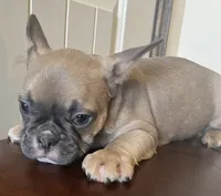 Boy 3, a male French Bulldog for sale in El Paso, TX – 4 of 5