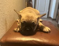 Girl, a female French Bulldog for sale in El Paso, TX – 3 of 5