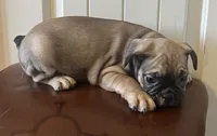 Boy 1, a male French Bulldog for sale in El Paso, TX – 4 of 4