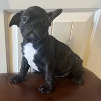 Boy 2, a male French Bulldog for sale in El Paso, TX – 3 of 4