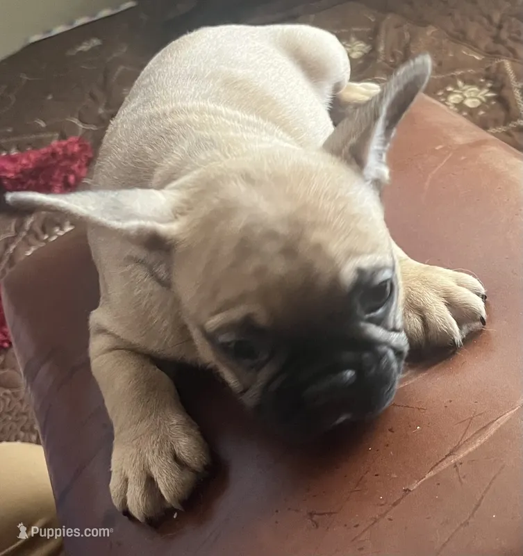 Girl – French Bulldog puppy for sale in El Paso, TX