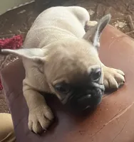 Girl, a female French Bulldog for sale in El Paso, TX – 1 of 5