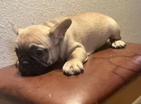 Girl, a female French Bulldog for sale in El Paso, TX – 4 of 5