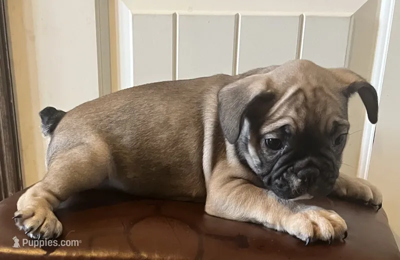 Boy 1 – French Bulldog puppy for sale in El Paso, TX