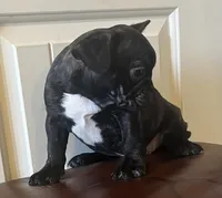 Boy 2, a male French Bulldog for sale in El Paso, TX – 2 of 4