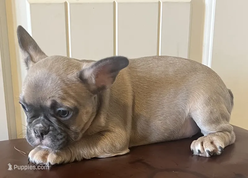 Boy 3 – French Bulldog puppy for sale in El Paso, TX