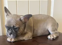 Boy 3, a male French Bulldog for sale in El Paso, TX – 1 of 5