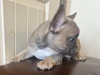 Boy 3, a male French Bulldog for sale in El Paso, TX – 3 of 5