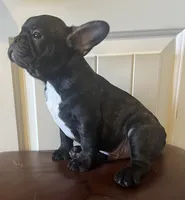 Boy 2, a male French Bulldog for sale in El Paso, TX – 4 of 4