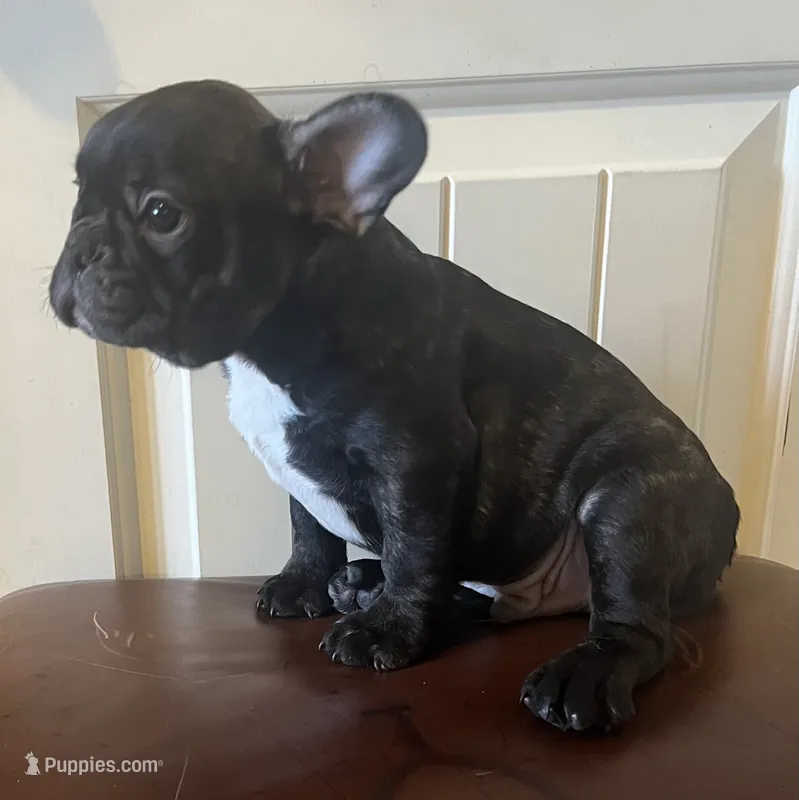 Boy 2 – French Bulldog puppy for sale in El Paso, TX
