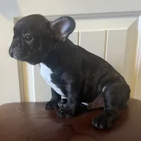 Boy 2, a male French Bulldog for sale in El Paso, TX – 1 of 4