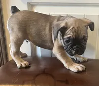 Boy 1, a male French Bulldog for sale in El Paso, TX – 3 of 4