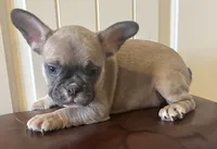 Boy 3, a male French Bulldog for sale in El Paso, TX – 2 of 5
