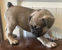 Boy 1, a male French Bulldog for sale in El Paso, TX – 2 of 4