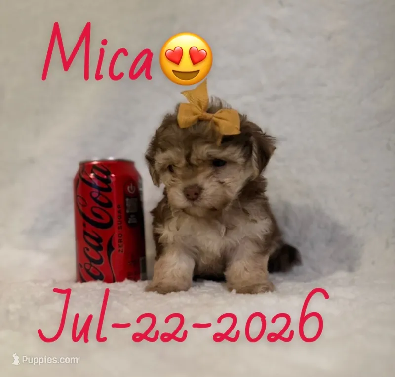 moca – Maltipoo puppy for sale in Pasadena, CA